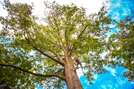 Best Tree Planting Services  in Manchester, MI