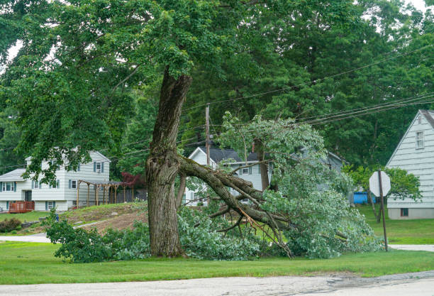 Best Tree Risk Assessment  in Manchester, MI