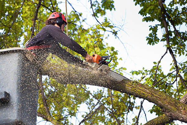 Professional  Tree Services in Manchester, MI