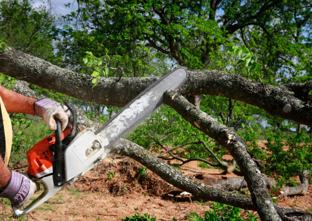 How Our Tree Care Process Works  in  Manchester, MI